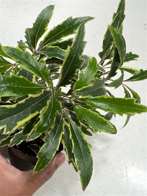 Ever Green Galaxy False Aralia (plerandra Elegantissima) in 4'' Pot - Etsy