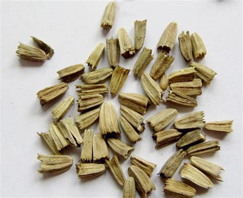 Эхинацея — правильная посадка и уход в открытом грунте – Уход за растениями