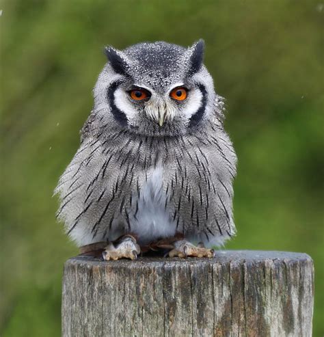 Northern White Faced Owl Photograph by James Kenning - Pixels