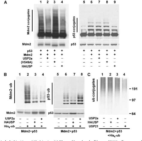 Figure From The Deubiquitinating Enzyme Usp A Regulates The P