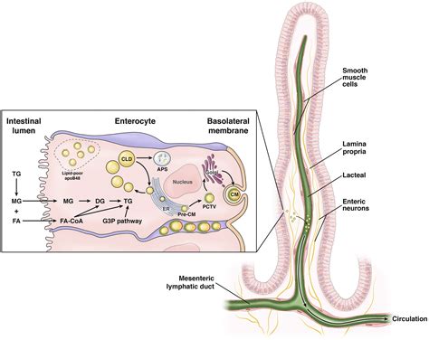 Regulation Of Chylomicron Secretion Focus On Post Assembly Mechanisms