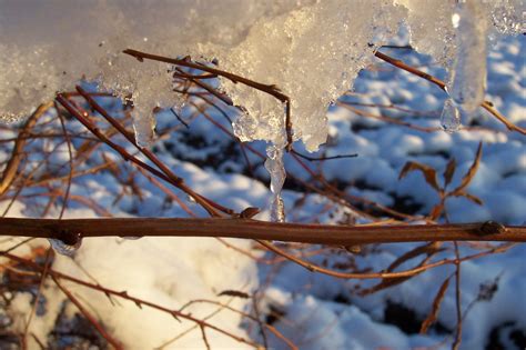 Free Images Tree Nature Forest Branch Snow Cold Winter