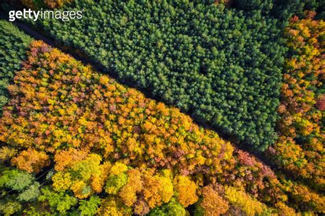 Green and yellow foliage in autum season forest aerial drone view 이미지