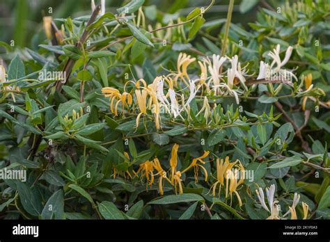 Japanese Honeysuckle Lonicera Japonica Plant Flowering Spain Stock