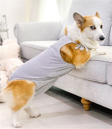 Трусы - боди гигиенические для собак серый размер M от продавца ...