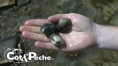 La Pêche à Pied De La Palourde Et Des étrilles Dans Le Cotentin Youtube