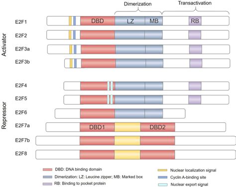 emerging role  ef family  cancer stem cells abstract europe pmc