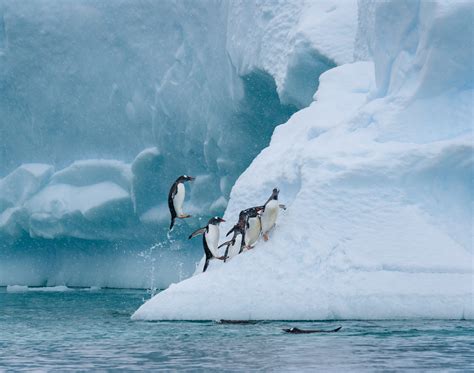Luxury Antartica Vacations: Can You Visit Antartica? - Luxury Travel