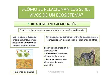 Los Ecosistemas