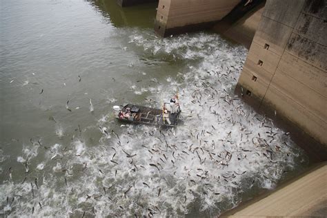 Time is running out to stop invasive carp | Friends of the Mississippi ...