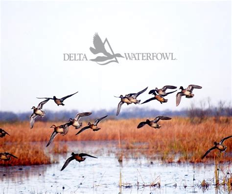 Supporting Delta Waterfowl | The Scope