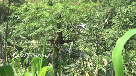 Bay chim cu gay Chuyển cội mới chịu YouTube