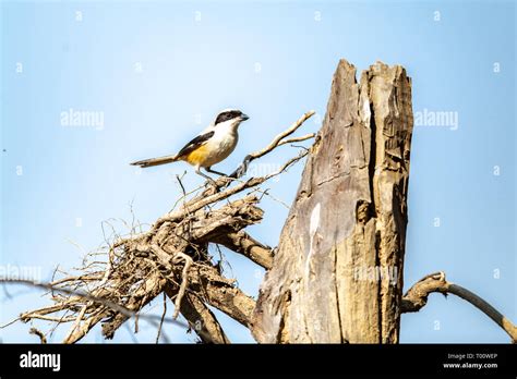 Perched Brown Shrike Lanius Cristatus In India Stock Photo Alamy