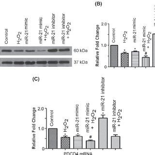 The MiR 21 Regulates The MRNA And Protein Level Of PDCD4 A Neonatal