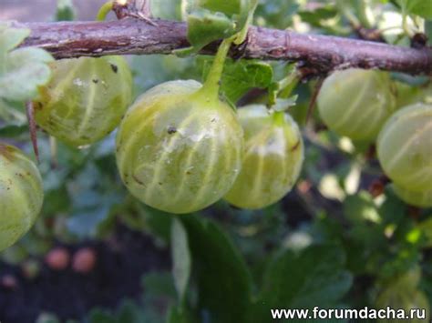сорта крыжовника