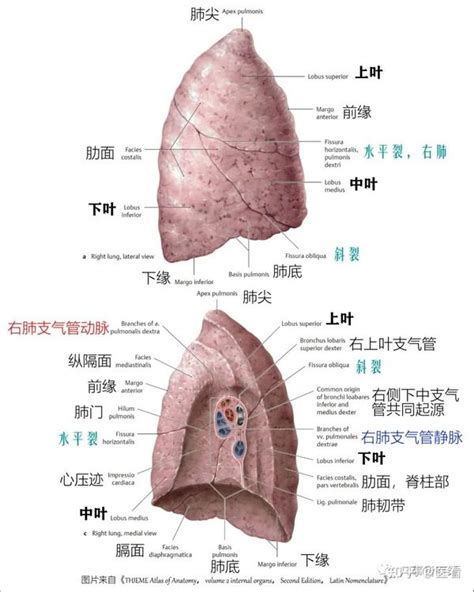 超清图：胸部解剖详细篇！ 知乎
