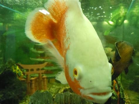 LIVE NUDE FISH Are Napa Shop S Specialty Napa Valley CA Patch