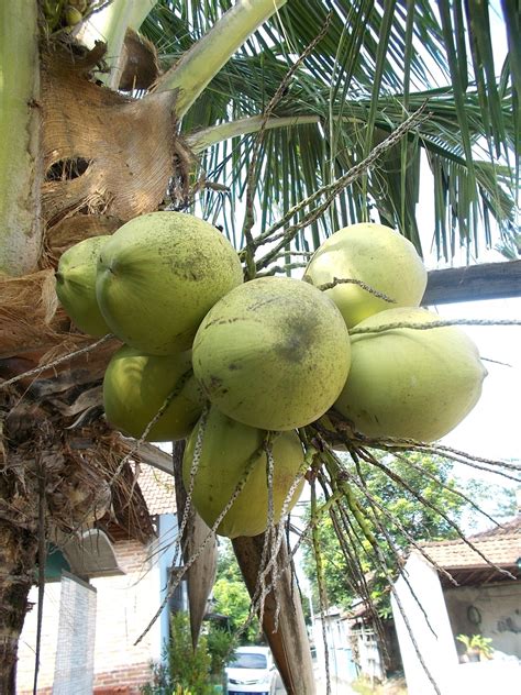 coconut tree plant care 5