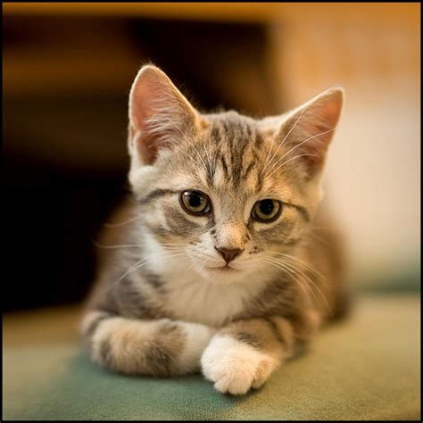 Pussy Cat II By Antiplod On DeviantArt