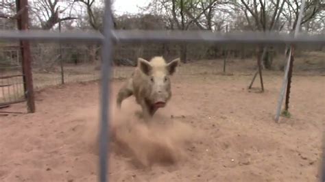 Trapping Wild Hogs Caught Dirty White Boar Youtube