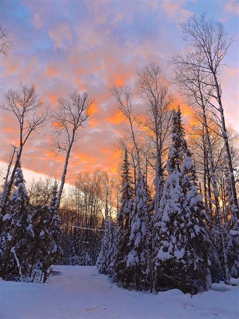 images tree nature forest branch snow sky sunset morning