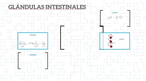 GlÁndulas Intestinales By Carmen Hernández On Prezi