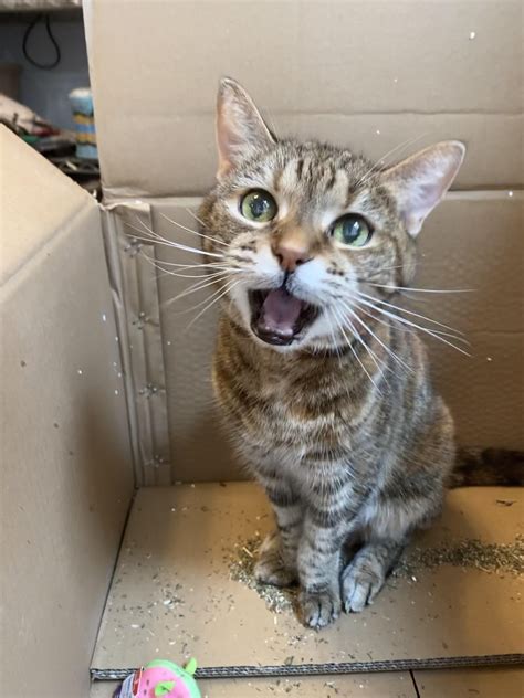 cats and antibiotics 3