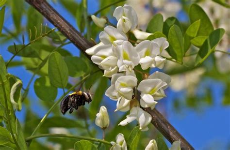 The 10 Best Trees for Bees | Bees plants, Tree, 10 tree