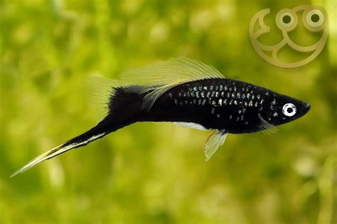 Swordtail Fish Species Profile Atelier Yuwaciaojp