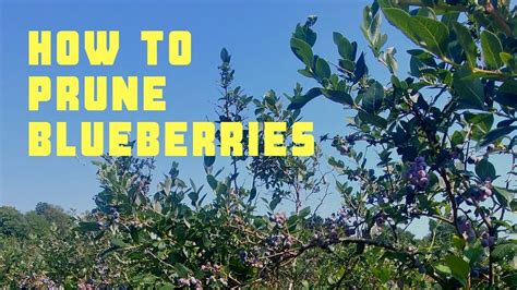 How To Prune Blueberries Youtube