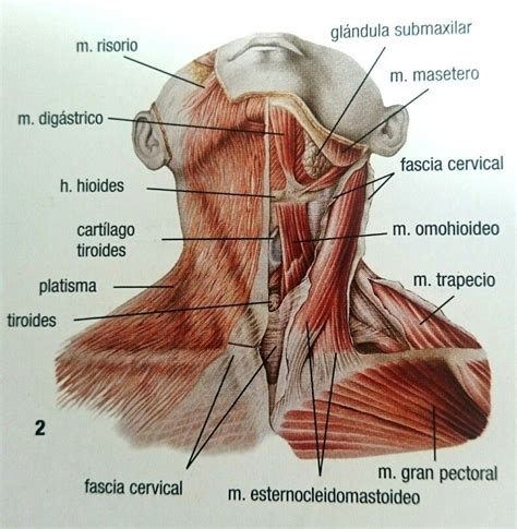 Musculos Cuello Anatomia Musculos Músculos Del Cuello Cuerpo Humano