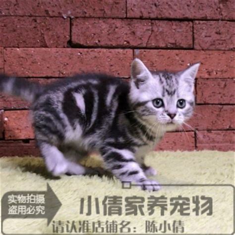 出售美国短毛猫银虎斑活体纯种幼猫美短起司猫宠物猫标斑美短猫q虎窝淘