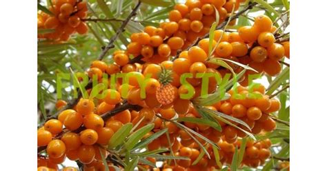 Облепиха - купить свежие ягоды в Москве с доставкой