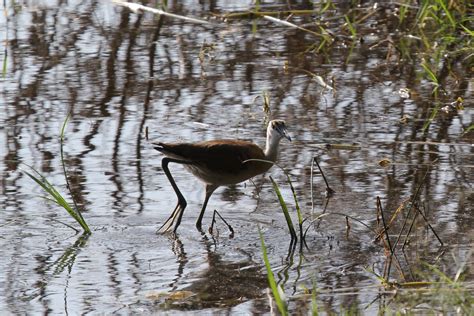 African Jacana Actophilornis Africanus Juvenile Zoochat