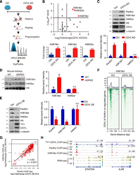 Figure From Nuclear Condensation Of Cdyl Links Histone Crotonylation