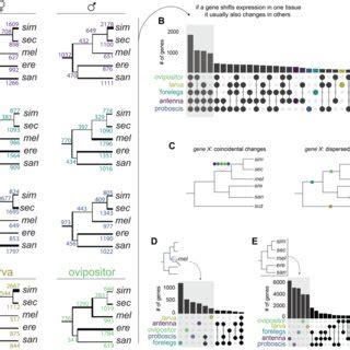 Evolution Of Sex Biased Expression In Chemosensory Tissues A Number