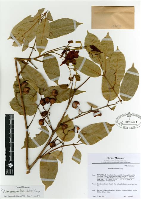 protium serratum wall  colebr engl myanmar vascular plants