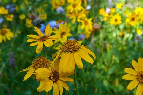 Rocky Mountain Wildflower Meadow Photograph By Cascade Colors