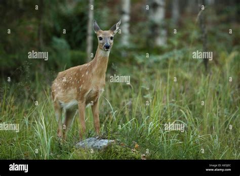 White Tailed Deer Rutting Season Stock Photo Alamy
