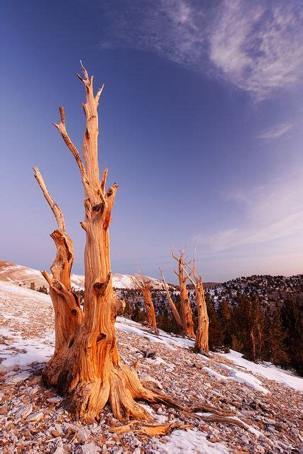 LD219 - Bristlecone pines, Inyo National Forest, White Mountains ...