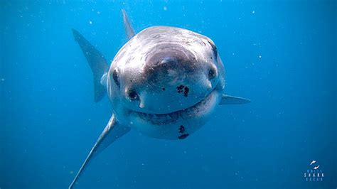 White Shark Ocean