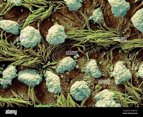 Respiratory epithelium. Coloured scanning electron micrograph (SEM) of ...