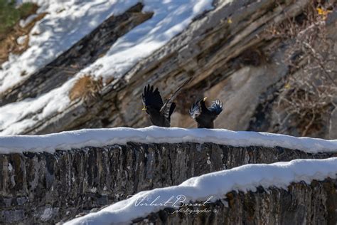 Chocard Bec Jaune Pyrrhocorax Graculus Alpine Chough Flickr