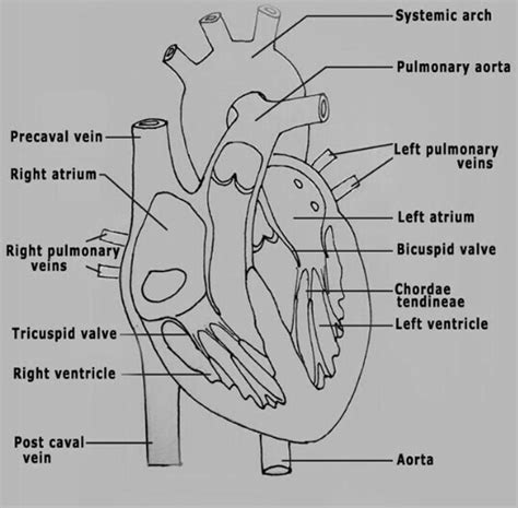 heart diagram easy class  heart anatomy labeled diagram structures