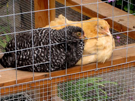 Chickens Have Friends Raising Chickens The Hens Chicken Friends
