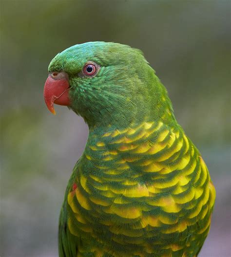 Scaly Breasted Lorikeet Australia Photograph By Martin Willis Pixels