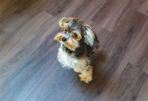 How To Train a Yorkie Puppy - PatchPuppy.com