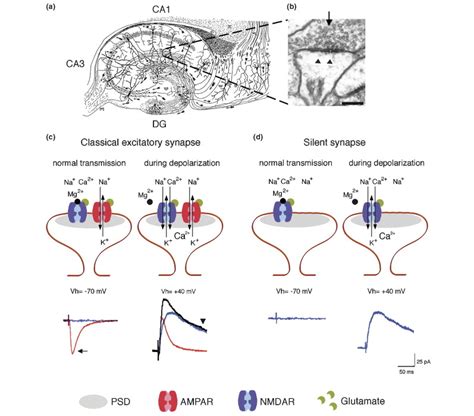 Synaptic Trafficking Of Glutamate Receptors By Maguk Scaffolding