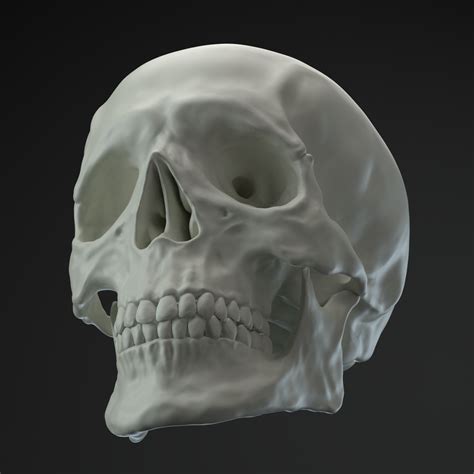 3D модель Человеческий череп - TurboSquid 1390560