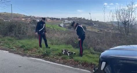 Rischiano Di Morire Investiti Quattro Cuccioli Salvati Dai Carabinieri